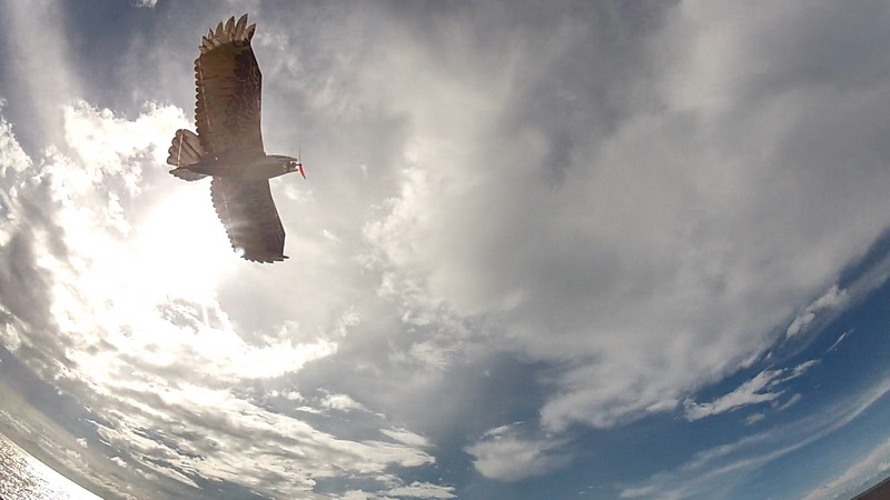 dwhobby eagle ii 12 tb