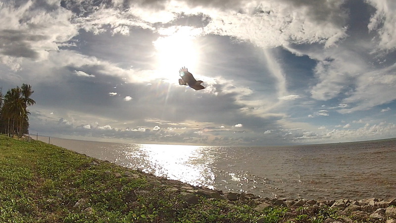 dwhobby eagle ii 17 tb