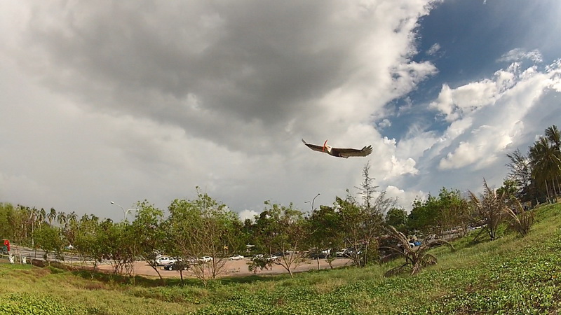 dwhobby eagle ii 21 tb