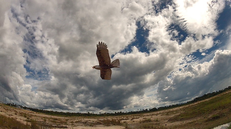 dwhobby eagle ii 31 tb