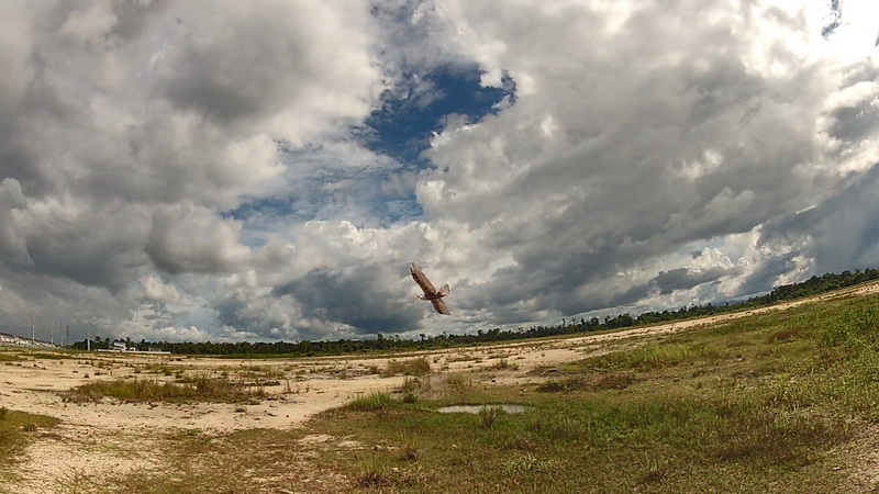 dwhobby eagle ii 45 tb