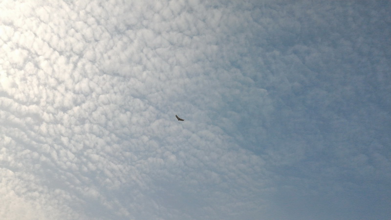 tutor gd conv wing 60